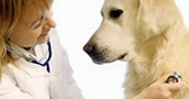 Curso de Enfermeria Veterinaria y Primeros Auxilios